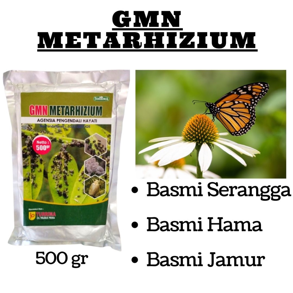 Insektisida Hayati Ulat Thrips dan Kutu Daun, Metarhizium Insektisida Pestisida Hayati Pengendali Ha