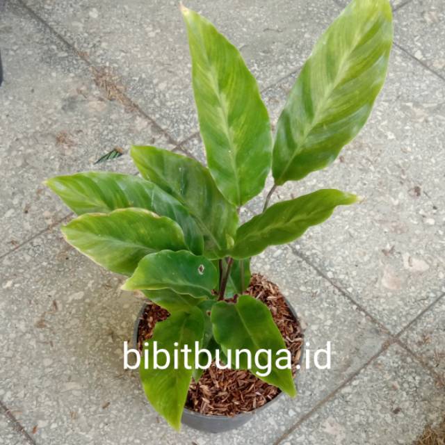  Calathea  louisae tissue  hijau kalatea tisu bibit tanaman 