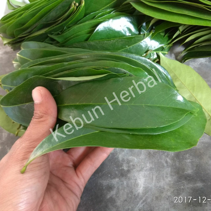 

(500gram) Daun Sirsak Organik Langsung Petik