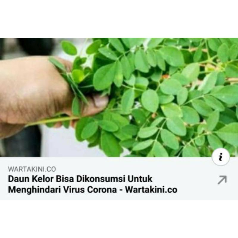 

Moringa tea Ldioner untuk kekebalan tubuh