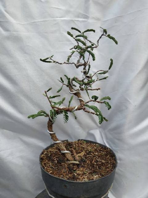 Bonsai Asem Jawa Paling Bagus