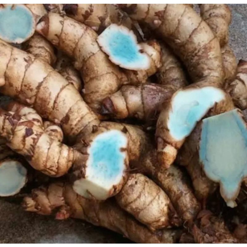 

TEMU IRENG SEGAR - TEMU HITAM BASAH 1KG