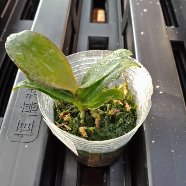 Seedling anggrek cattleya