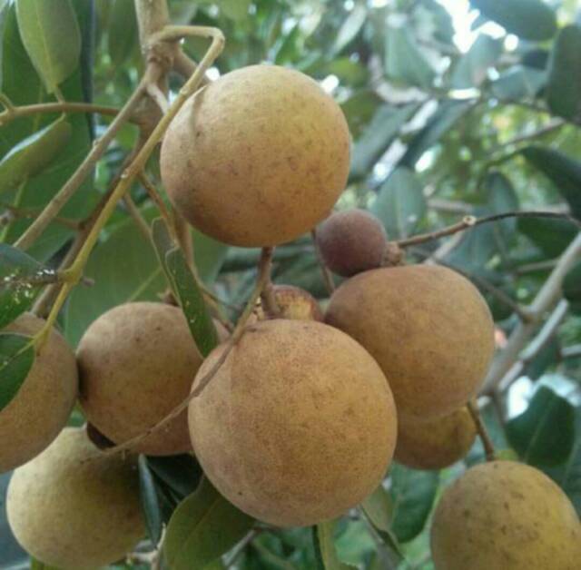 Bibit Kelengkeng Giant Longan/Tanaman Kelengkeng Giant Longan