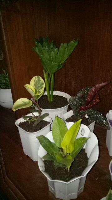 Tanaman Hias Philodendron Moonlight (philo Lemon)