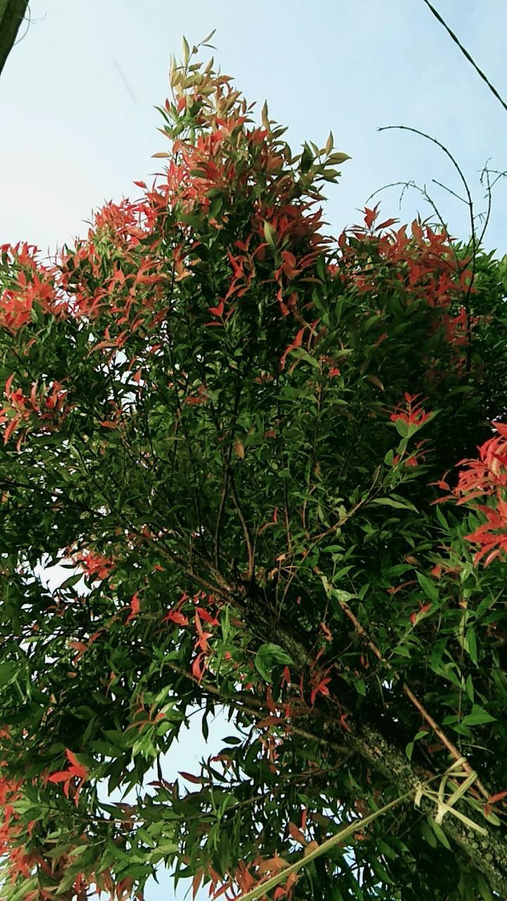 1 Lusin Serbet Kain Lap Piring / Lap Dapur