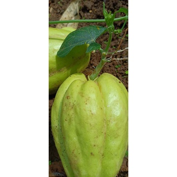 Bibit labu Siam sayur labu siam