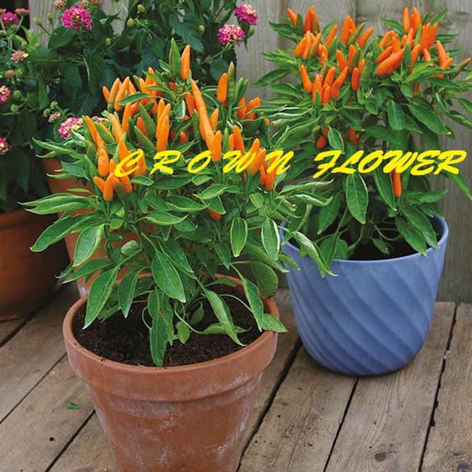 

Murah Benih Cabe Cabai (Hot) Orange Wonder F1 Fothergills Berkualitas