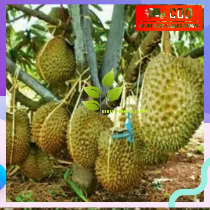 Bibit Tanaman buah durian montong super jumbo