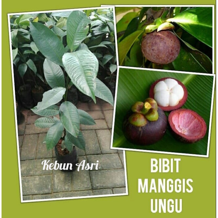 bibit manggis /tanaman buah manggis