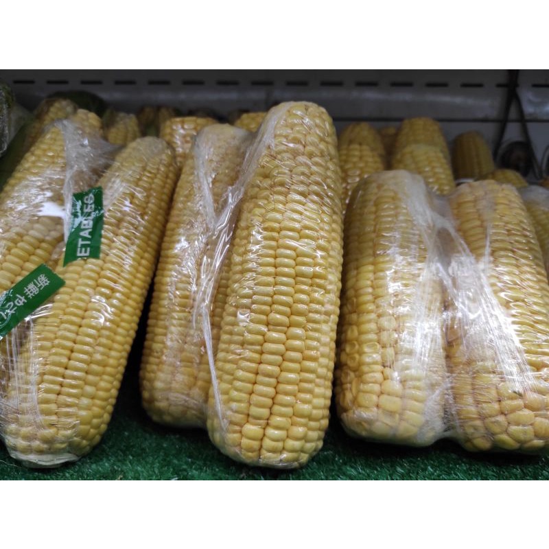

JAGUNG MANIS SUPER MURAH BERSIH BERKUALITAS [2 BUAH]