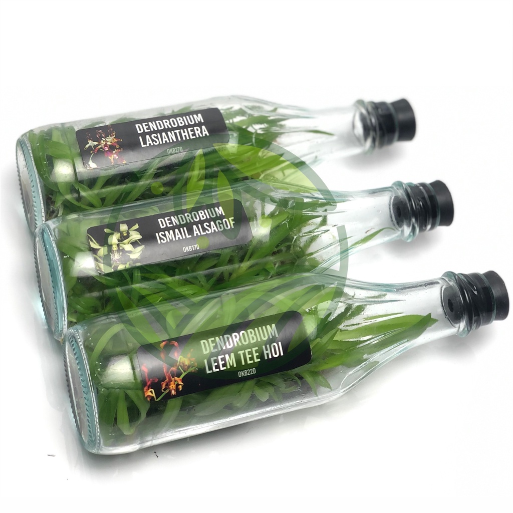 Botolan Anggrek Dendrobium Melintir isi 50-60 Plant