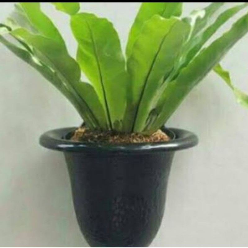 Tanaman Hias Kedaka/Pohon Kedaka