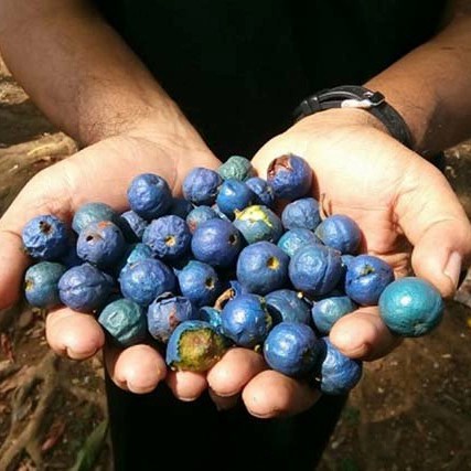 bibit pohon jenitri genitri