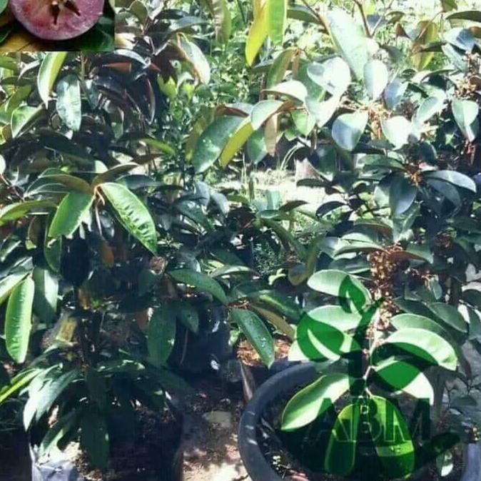 SUPER PAKET 3 BIBIT TANAMAN BUAH KENITU UNGU *_@