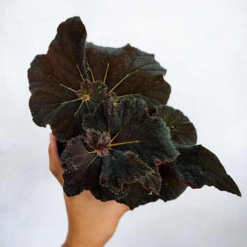Tanaman hias begonia black mamba / keong hitam