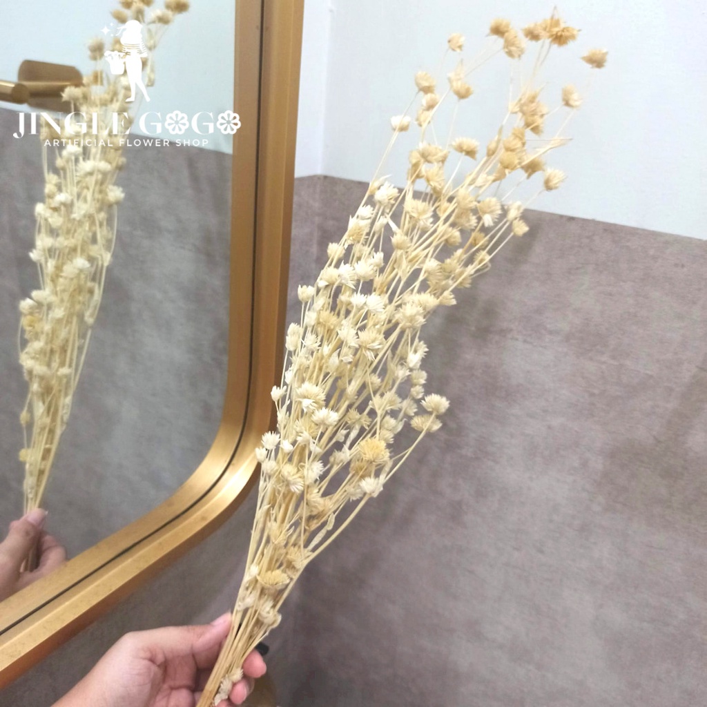 Bunga Kering Tapak Liman Dried Flower Preserved Flower untuk Buket Flower Dome Hiasan Mahar Seseraha