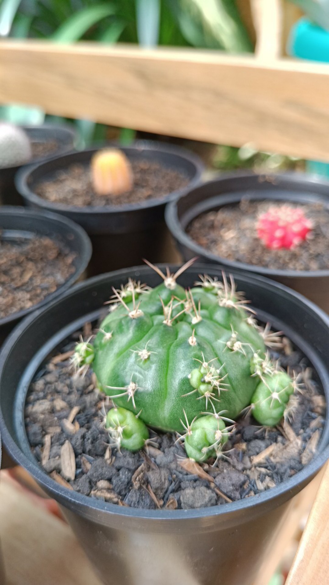 Sukulen Dan Kaktus Mini (gymnocalycium Damsii)