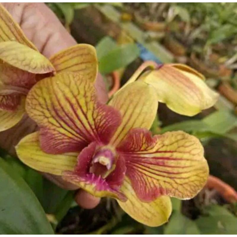 Anggrek Dendrobium Shrimpho 3 Lips Spike