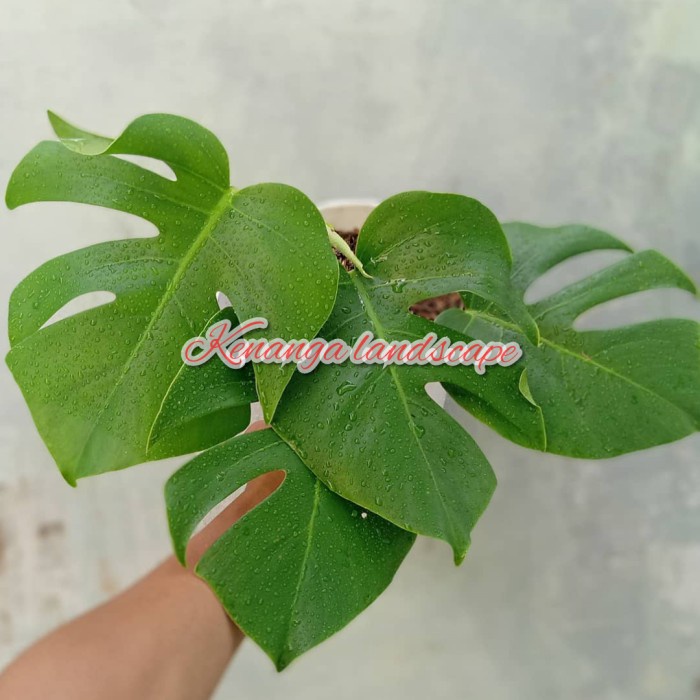 Tanaman hias monstera deliciosa - tanaman monstera deliciosa
