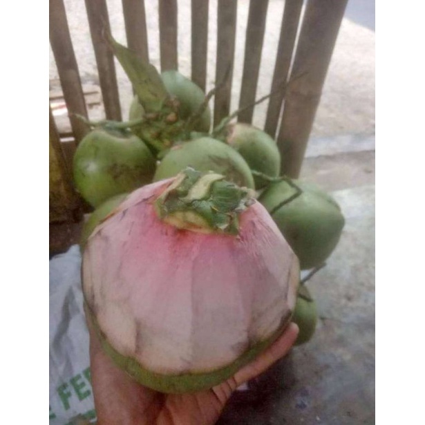 degan wulung kelapa ijo obat asli serat merah