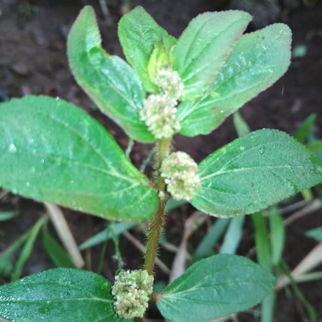 

PATIKAN KEBO SEGAR 250 gram untuk ramuan herbal