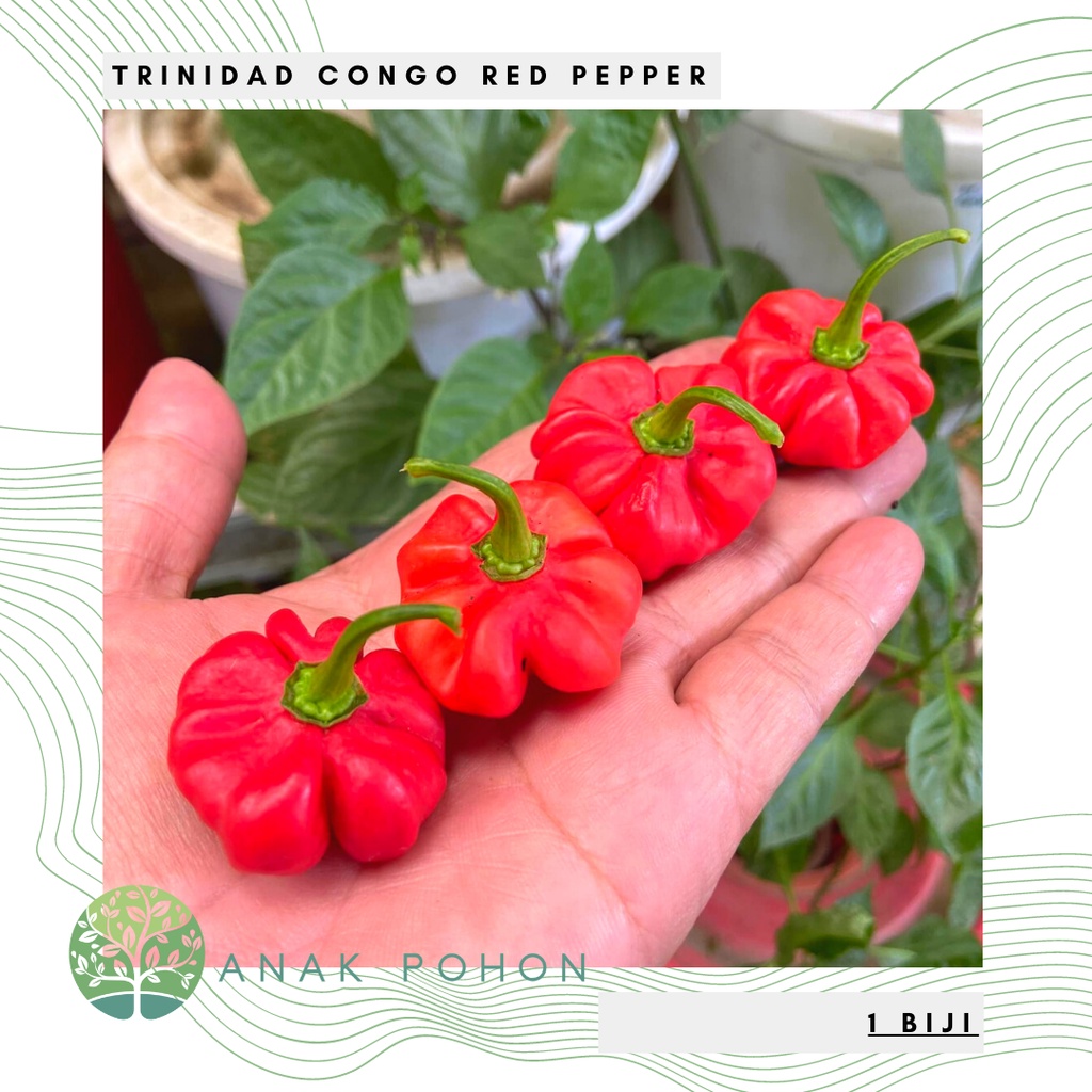 Benih Bibit Biji - Cabai Trinidad Congo Red Habanero Pepper Seeds