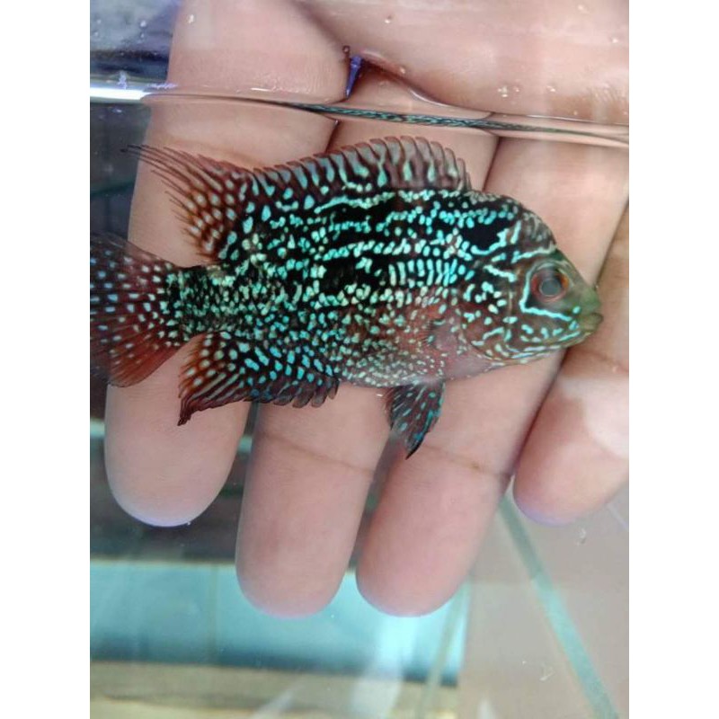 Kamfa F3 Orry Thailand