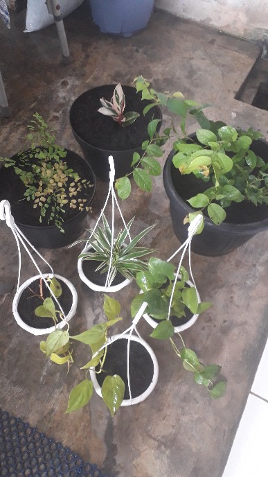 Tanaman Khas Bali Penghias Ruangan Meranti Bali/calathea Multicollor