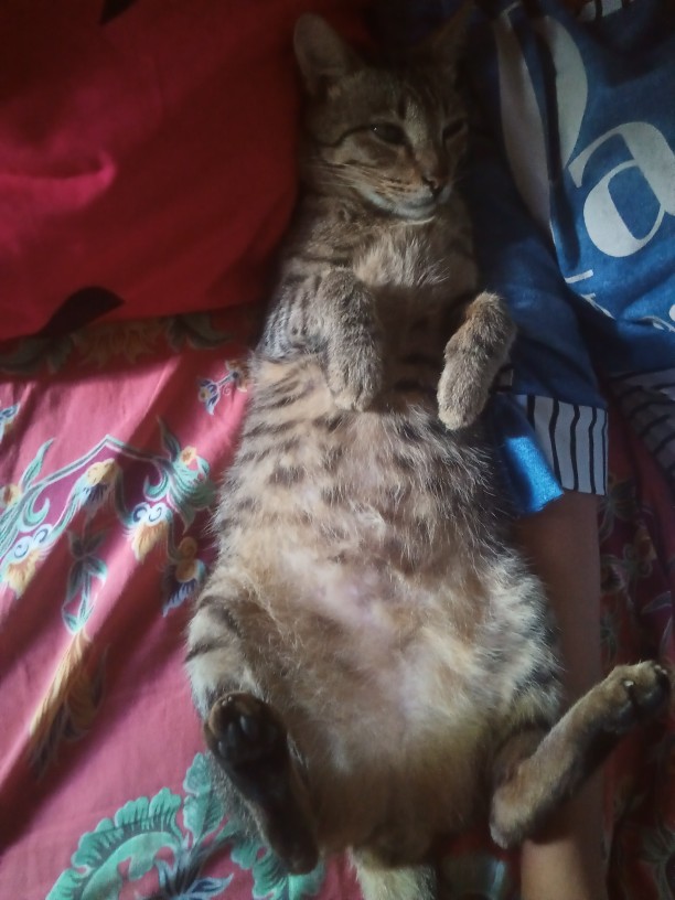 Ms Gamis Batik Sriwedari Maxi Jumbo Bumil/busui Katun Sogan Allsize Ld 104 Dan 120.