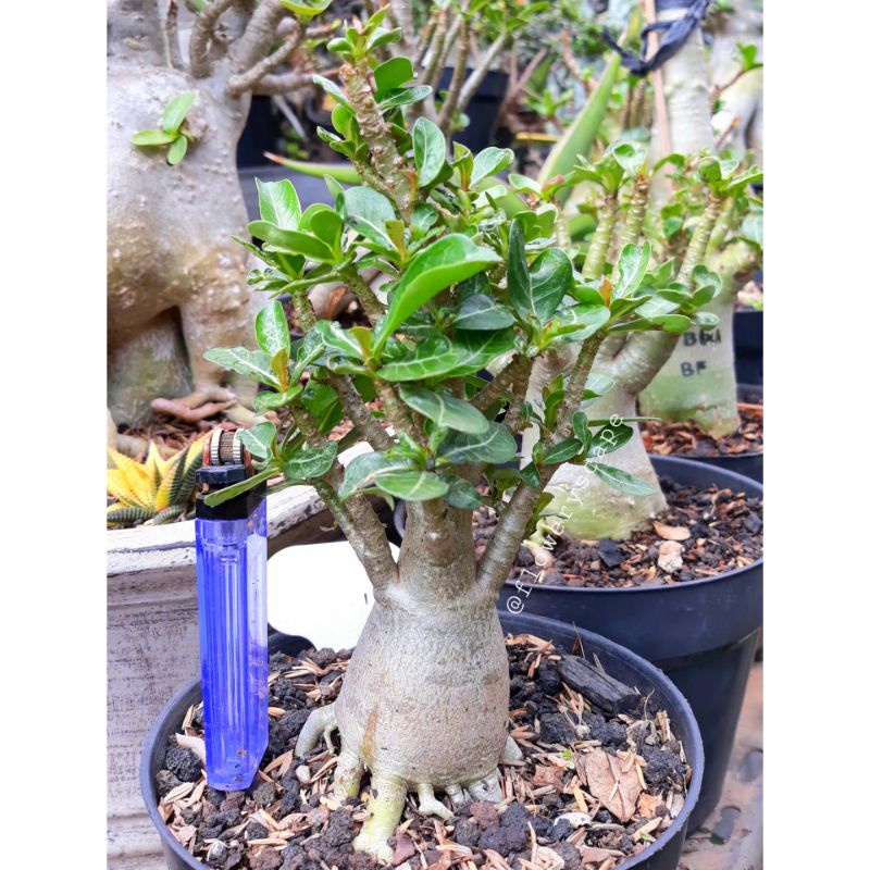 Adenium cabang seribu super