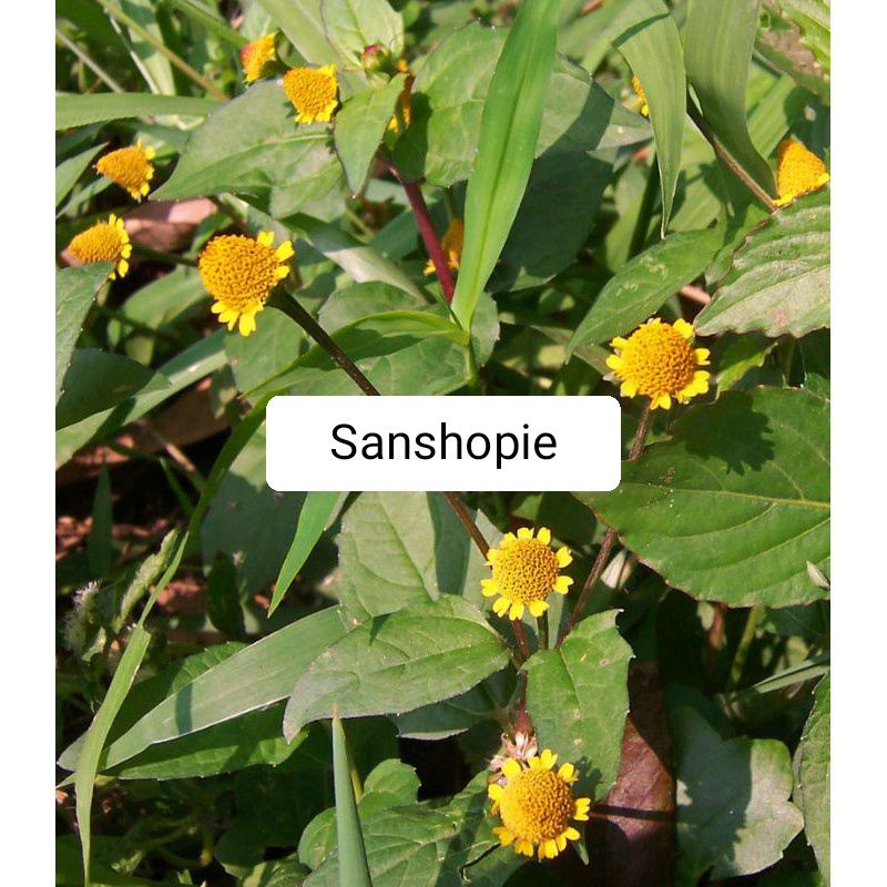 

Daun Jotang Segar fresh Paket Per 500 Gram