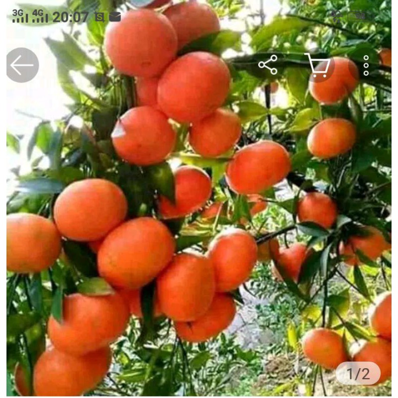 

bibit jerok santang madu,stek okulasi.