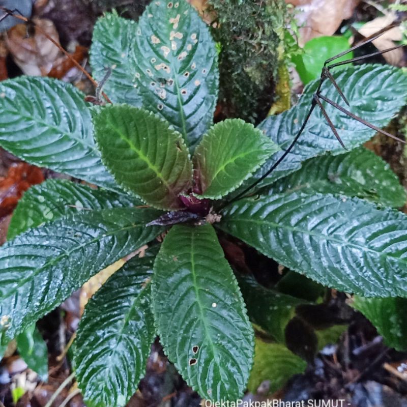 Tanaman Elatostema rugosum Sumatera Tanaman Hutan Sumatera Indoor Outdoor