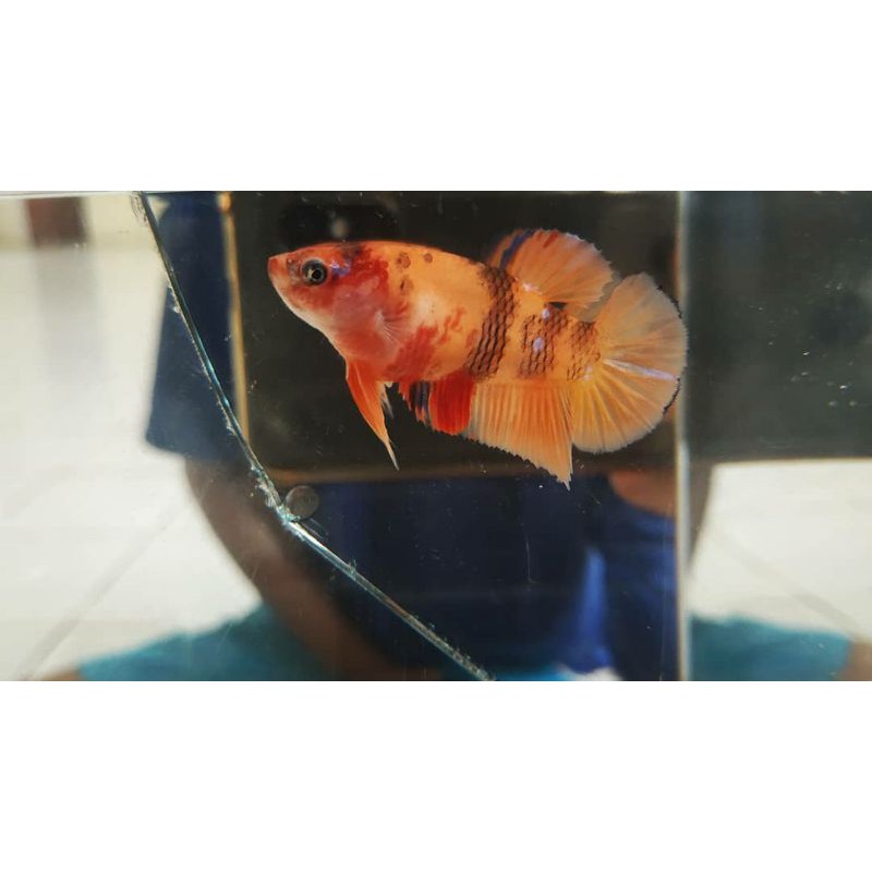Real Pict || Indukan Betina Ikan Cupang Nemo Classic Top Grade
