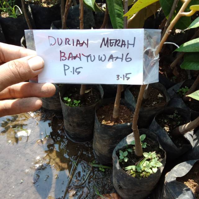 Bibit durian merah