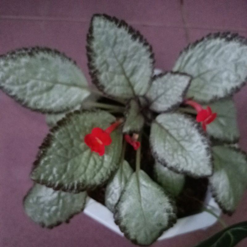 episcia silver skies (bibit)