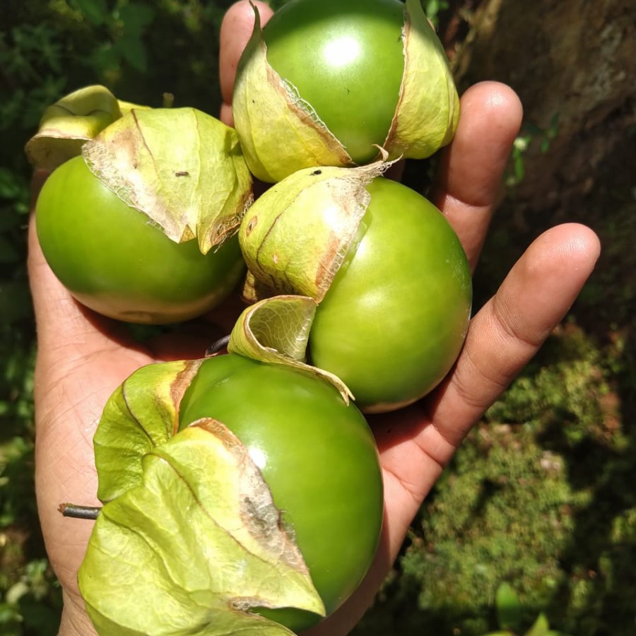 Benih Bibit Biji - Ciplukan Hijau Jumbo Cisineros Tomatillo Seeds