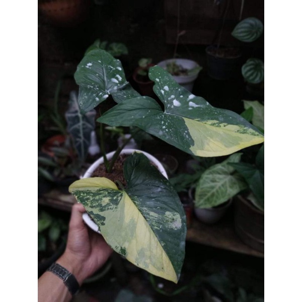 Syngonium Variegata yellow
