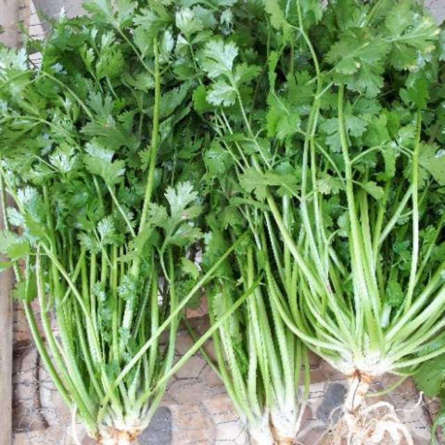 

Daun Ketumbar | Coriander | Cilantro Organik