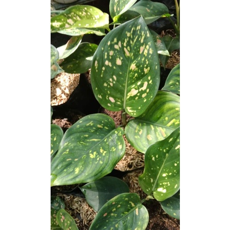 Aglonema Murah ( Aglaonema Ruby CIANGMAI )