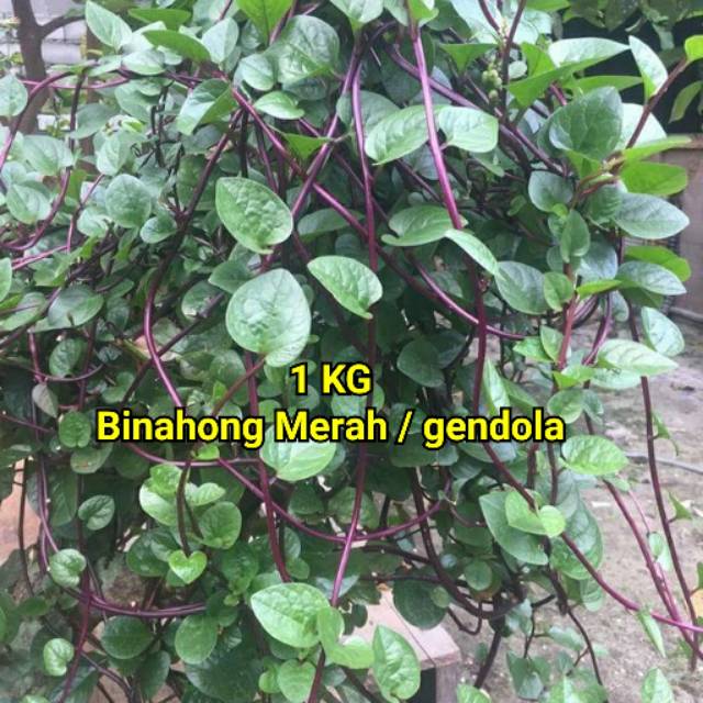 

BINAHONG MERAH SEGAR 1 kg
