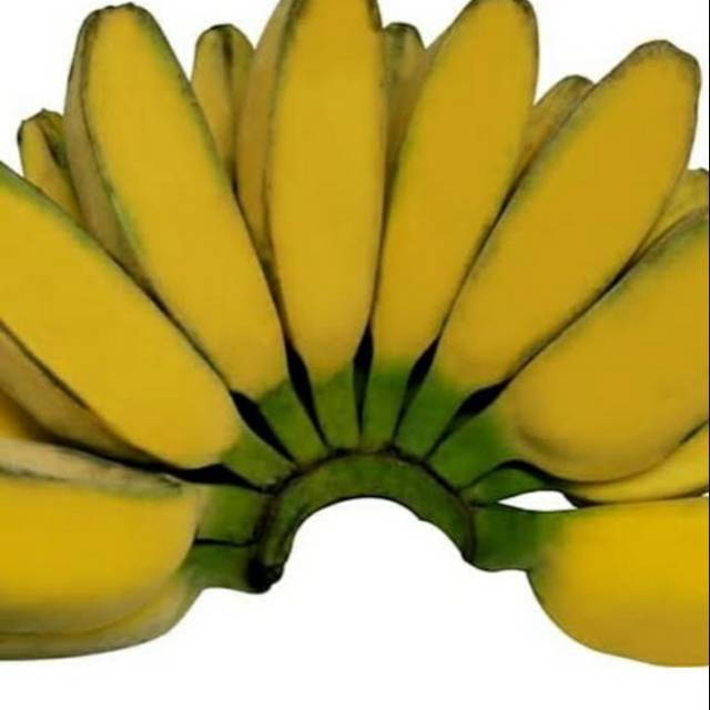 

Pisang kepok jumbo 1 cengkeh 1800 grm