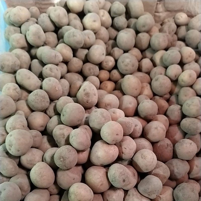 

KENTANG KECIL(KENTANG BEBY)