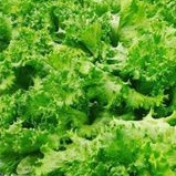 

Selada Keriting Selada Sayur Lalap
