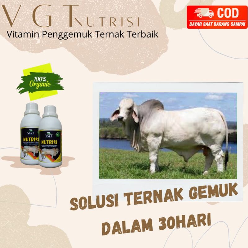 VGT NUTRISI PENGGEMUK SAPI
