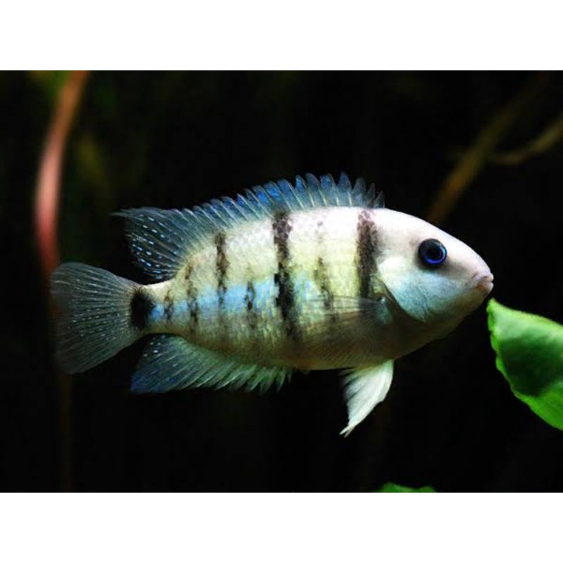 ikan hias cutteri cichlid ikan hias air tawar