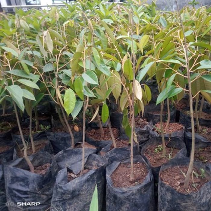 Bibit Durian Duri Hitam - Durian Oche
