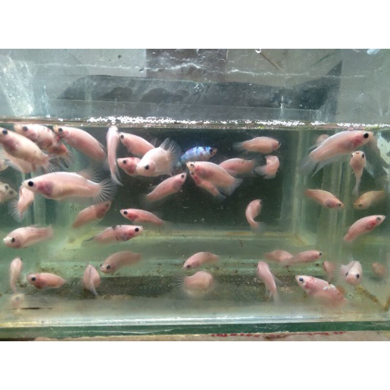 Cupang Betta Cello Nemo Full Telur