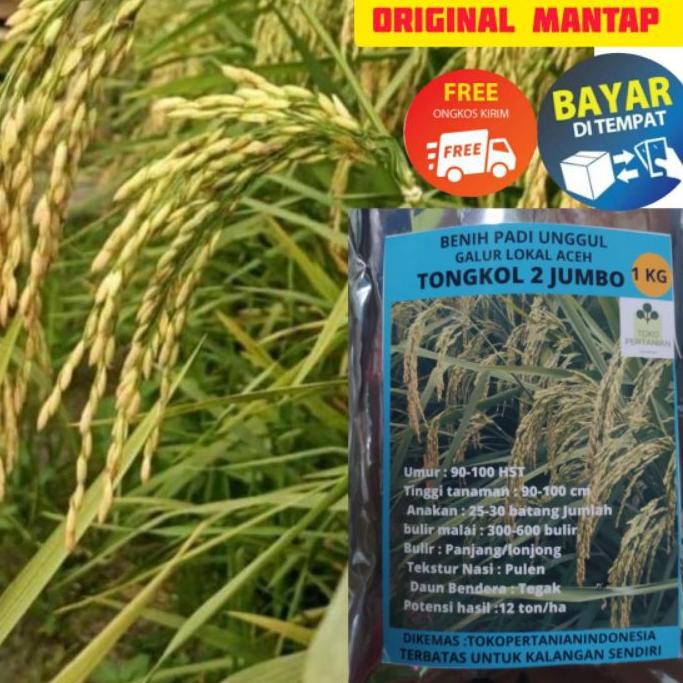 Bayar Di Tempat|COD tongkol2 jumbo benih padi Galur lokal Aceh berkualitas.-[LR17]